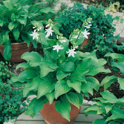 Hosta 'Royal Standard'