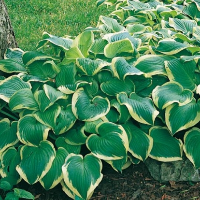 Hosta 'Shade Fanfare'