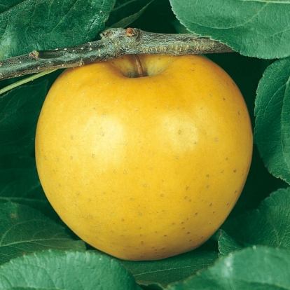 Mela 'Golden Delicious'