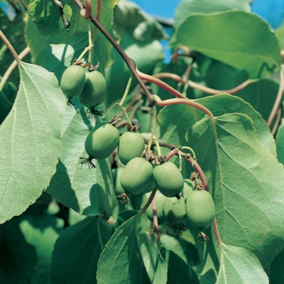 Actinidia Arguta