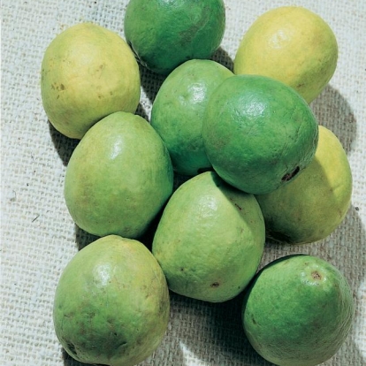 Guava