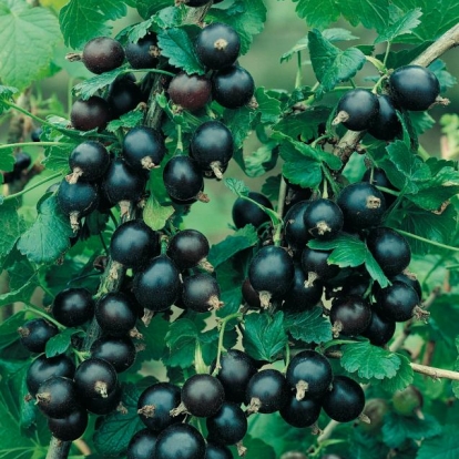 Ribes Nero 'Wellington'