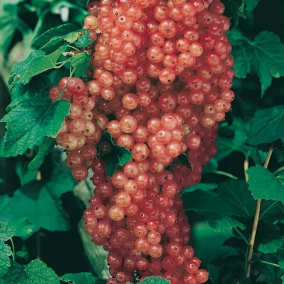 Ribes a grappoli 'Gloire des Sablons'