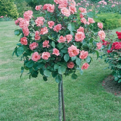 Rosa ad alberetto con fiori piccoli