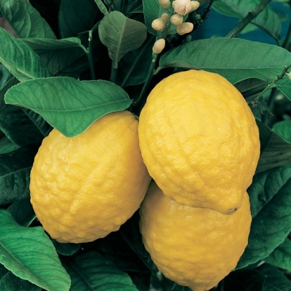 Cedro