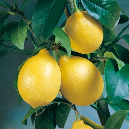 Limone