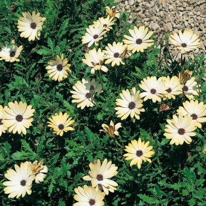 Osteospermum 'Buttermilk'