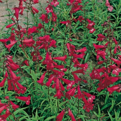 Penstemon 'Andenken an Friedrich Hahn'