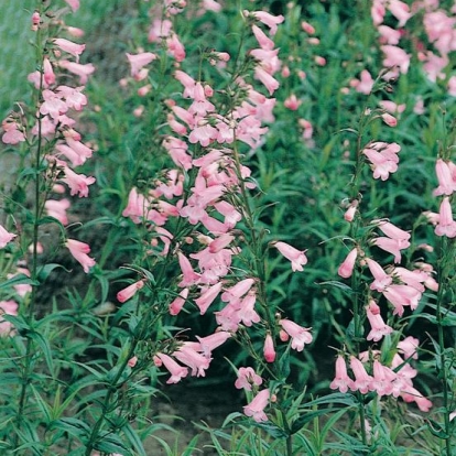 Penstemon 'Apple Blossom'