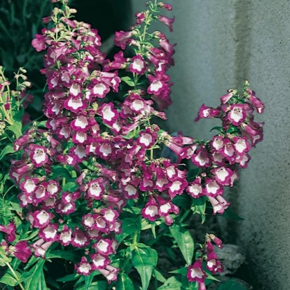 Penstemon 'Gloire des Quat'rues'