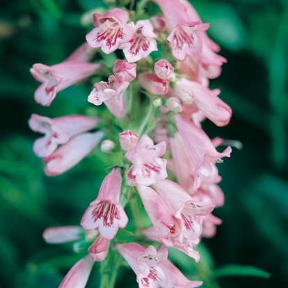 Penstemon 'Hidcote Pink'