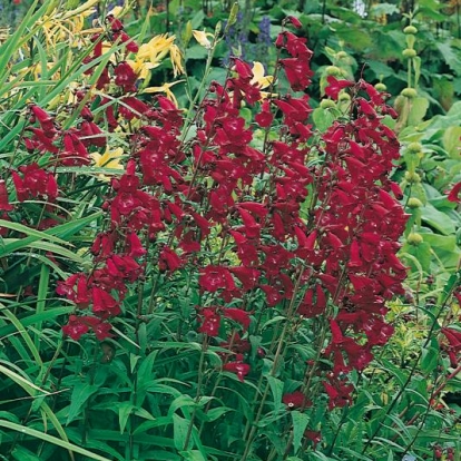 Penstemon 'Port Wine'