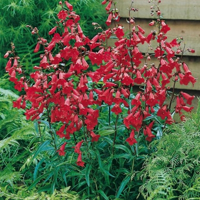 Penstemon 'Schönholzeri'