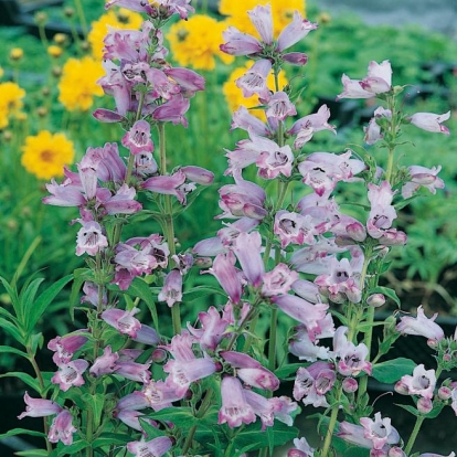 Penstemon 'Sour Grapes'