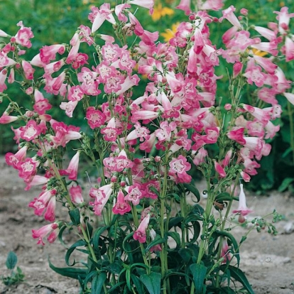 Penstemon 'Souvenir d'Adrien Régnier'