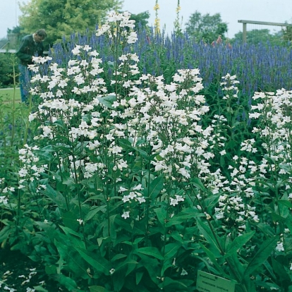 Penstemon 'Snowstorm' ('White Bedder')