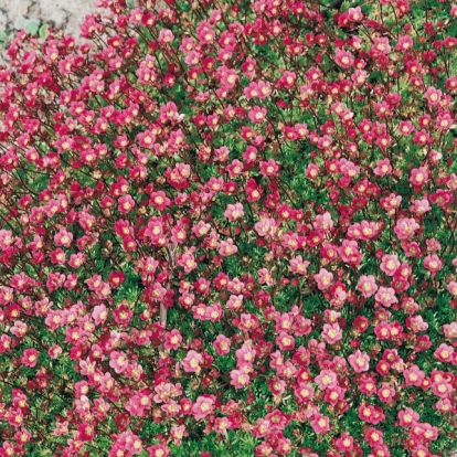 Saxifraga 'Gaiety'