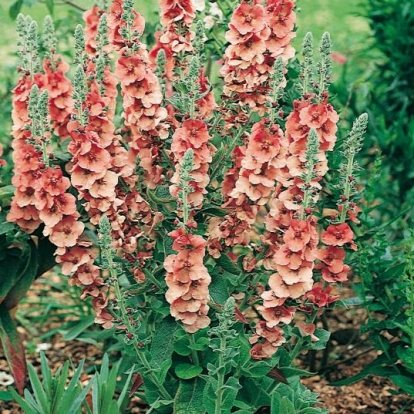 Verbascum 'Helen Johnson'