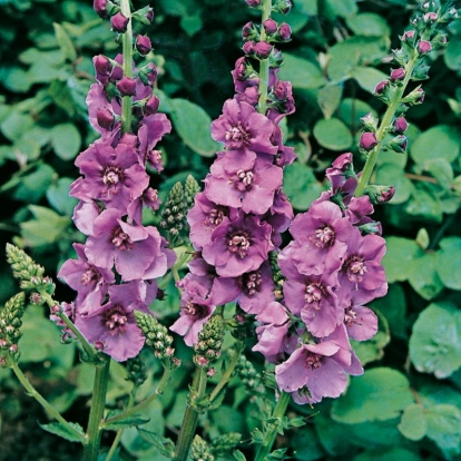 Verbascum 'Pink Domino'