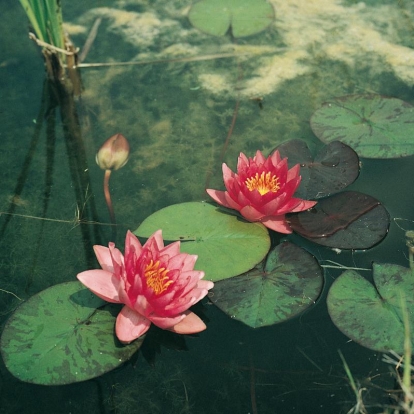 Nymphaea 'James Brydon'