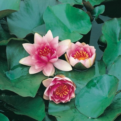 Nymphaea 'Masaniello'