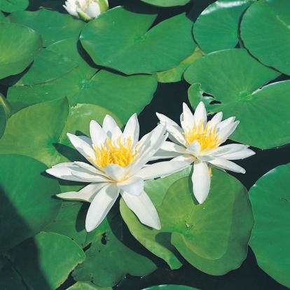 Nymphaea 'Richardsonii'