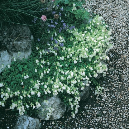 CAMPANULA