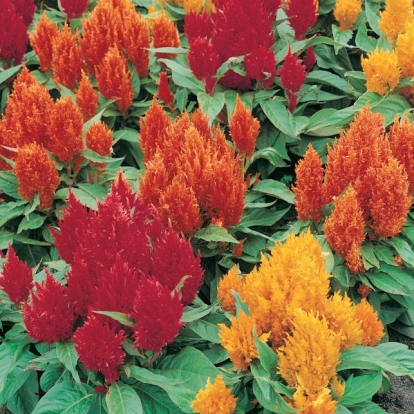 CELOSIA a piuma