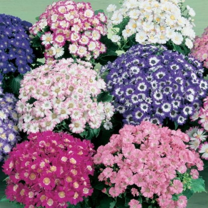 CINERARIA HYBRIDA