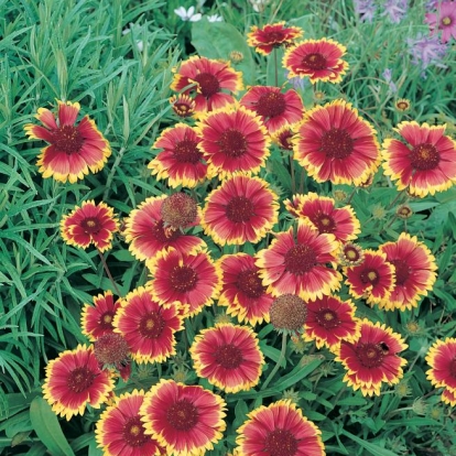 GAILLARDIA