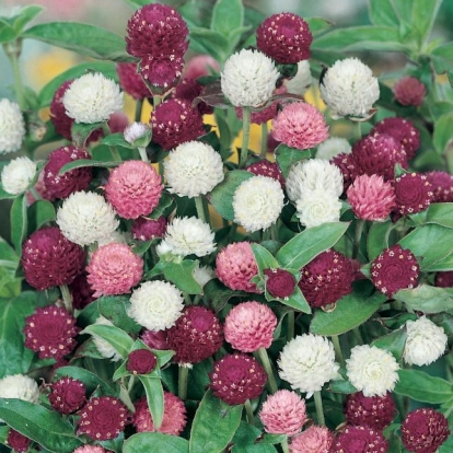 GONFRENA GLOBOSA