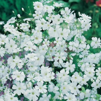 GYPSOPHILA Elegante