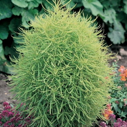 KOCHIA