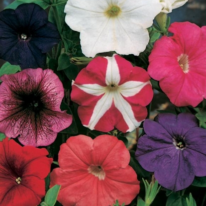 PETUNIA SEMPLICE