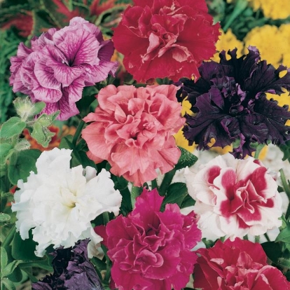 PETUNIA SUPERBISSIMA