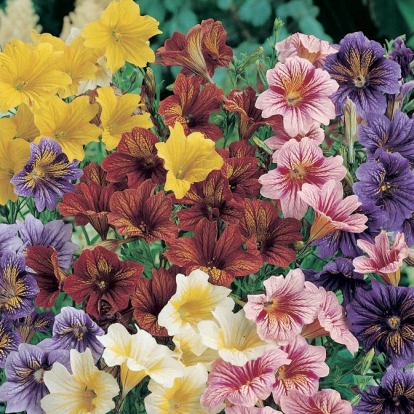 SALPIGLOSSIS