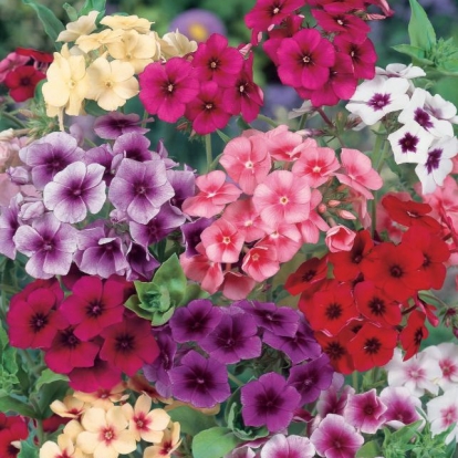 PHLOX alto