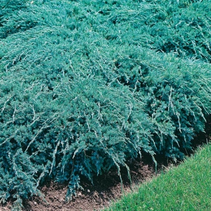 Juniperus SQUAMATA 'BLUE CARPET'