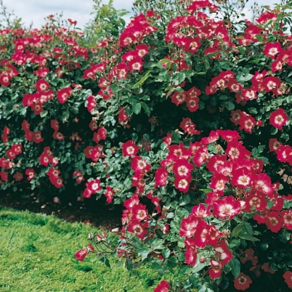 Rosa CHERRY MEILLANDECOR® 'Meirumour'