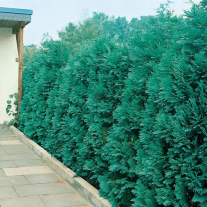 Chamaecyparis LAWSONIANA 'ALUMII MAGINIFICA'