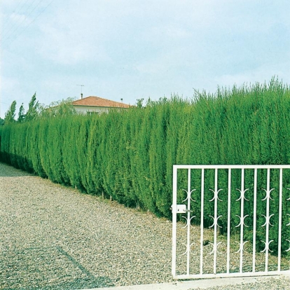 Cupressus SEMPERVIRENS