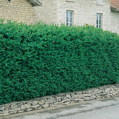 Buxus SEMPERVIRENS in siepe