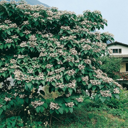 Clerodendrum TRICHOTOMUM fiorito