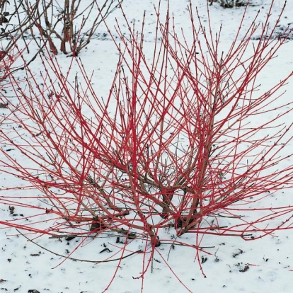 Cornus SANGUINEA WINTER FLAME ®  'ANNY' legno