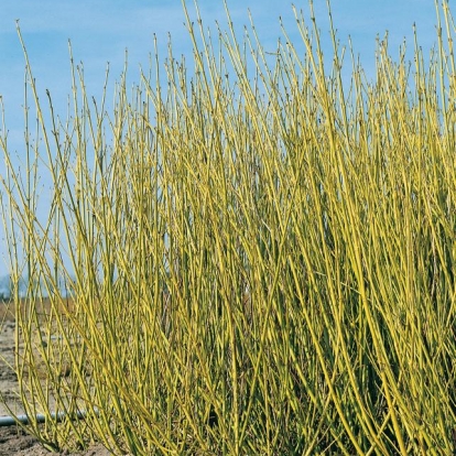 Cornus STOLONIFERA 'FLAVIRAMEA'