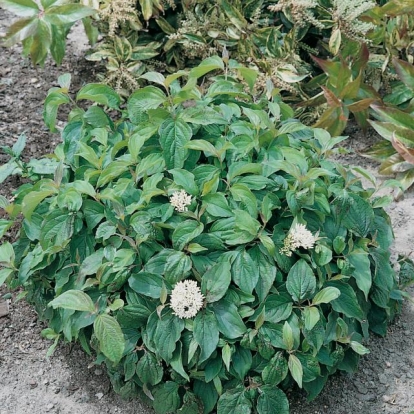 Cornus STOLONIFERA 'KELSEYI'