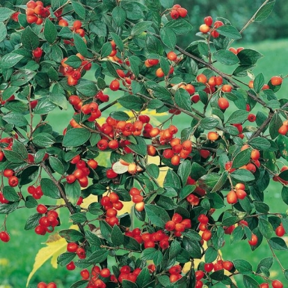 Cotoneaster FRANCHETII