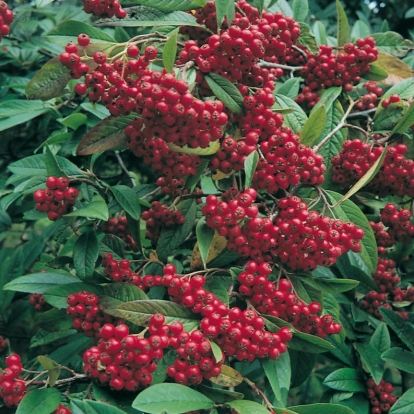 Cotoneaster x WATERERI 'CORNUBIA'