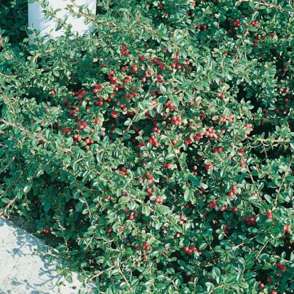 Cotoneaster DAMMERI