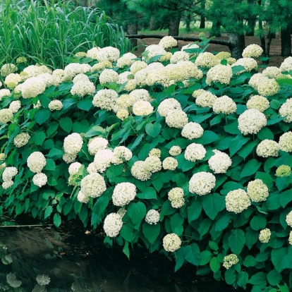 Hydrangea ARBORESCENS 'ANNABELLE'